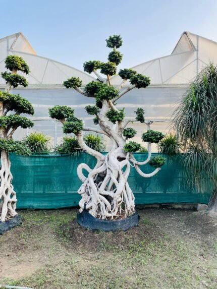 Microcarpa Ficus Bonsai