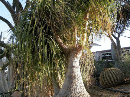 BEAUCARNEA