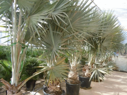 BISMARCKIA NOBILIS