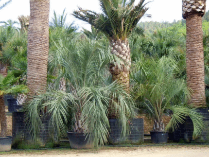 "PINDO PALM" – BUTIA