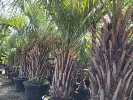 BUTIA