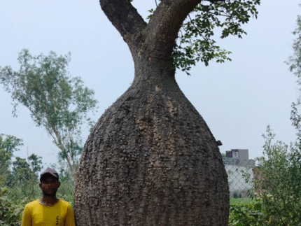 Ceiba Insignias  Tree