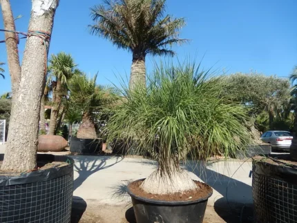 BEAUCARNEA